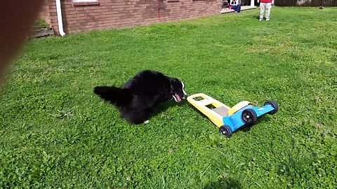 Collie Loves His Lawnmower