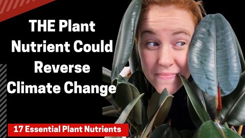 What Do Plants Do With The Excess CO2 and heat? Carbon Dioxide Fertilization Effect. Ep 11 Plantmas