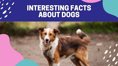 Some INTERESTING FACTS about DOGS that you might not know