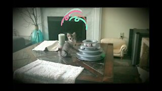 kitten Bengal plays