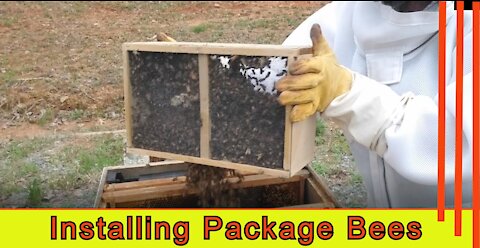 Installing Honey Bee Package