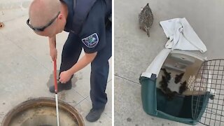 Police officers rescue trapped ducklings