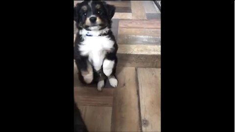 Puppy falls backwards while praying for a treat