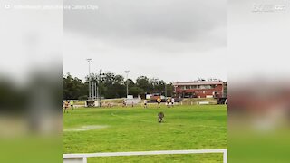 Ce kangourou s'invite sur un terrain de foot en plein match