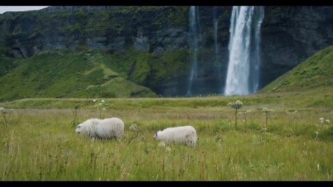 Cheep grazing on field in wiht beautiful Seljalandsfoss waterfall in background, Iceland