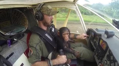 Great teamwork saves baby chimp from poachers