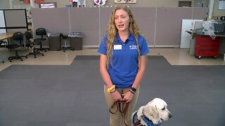 Concordia students talk about benefits of animal-assisted therapy program