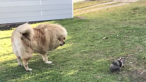 Tiny Rabbit Puts Tibetan Mastiff In Her Place