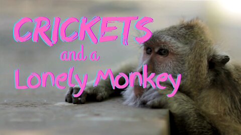 Crickets and a Lonely Monkey | Crickets and Monkeys | Ambient Sound | What Else Is There?