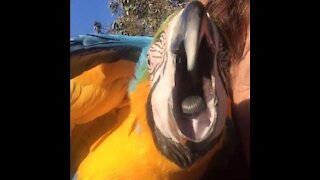 Jealous macaw steals limelight from conure's moment