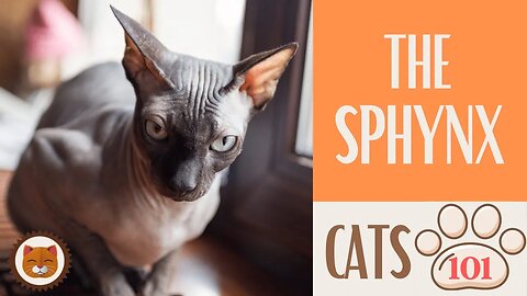 🐱 Cats 101 🐱 SPHYNX CAT - Top Cat Facts about the SPHYNX