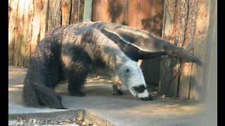 Giant anteater