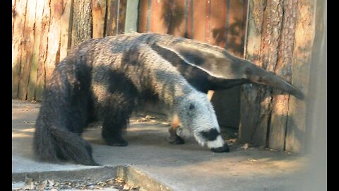 Giant anteater