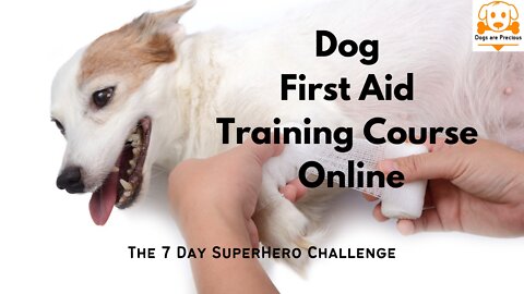 Dog First Aid Training Course Dog First Aid Video