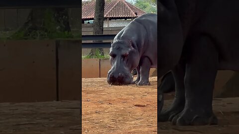 Hipopótamo no Zoológico de Brasília