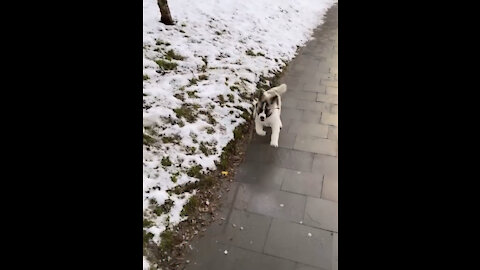 Lovely puppy hanging out in the snow