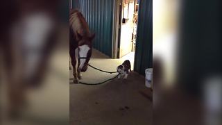 Bulldog And Horse Promise To Stay Best Friends Forever