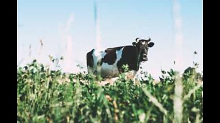 Vaca foge de fazenda para dar um passeio