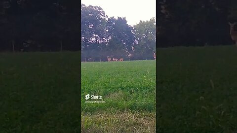 Deer on a summer evening #shorts #deer #summerevening