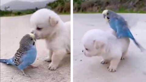 playful puppy playing with very excited parrot