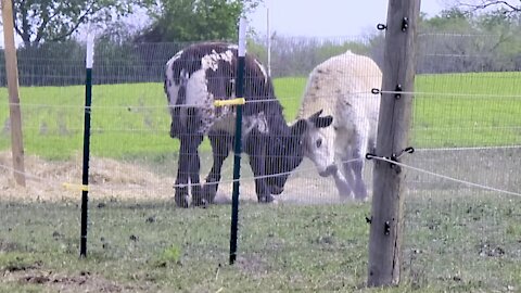 Cow best friends run and play with complete joy at their new sanctuary