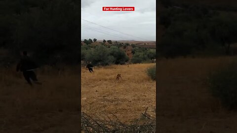Crazy Hare 🐇 The Hunters sharing the Greyhounds for Hunting Hare 🐇😂 狩猟ウサギのためにグレイハウンドを共有するハンター