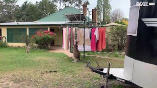 Canguru ajuda a apanhar a roupa do estendal