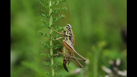 EATING BUGS? OUR SOCIETY IS BUILT ON A FOUNDATION OF SYSTEMIC DYSFUNCTION