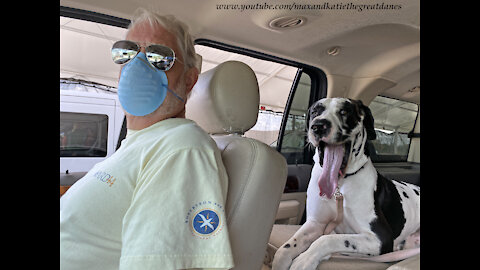 Great Danes Share Smiles At Florida Drive Thru Covid Vaccine