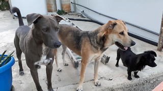 Dogs hear other dogs howling at sirens, join in on the action