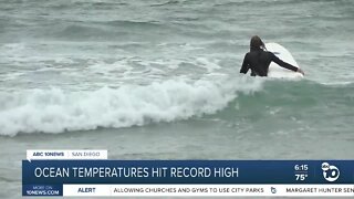 Record ocean temperatures bring humans, sea-life to coast