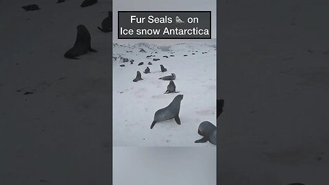 Fur seals 🦭 on ice 🧊 snow in Antarctica 🇦🇶 #seals #furseals #antarctica #animalshorts