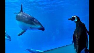 WATCH: Peguins take over closed Chicago aquarium