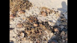 Horseshoe Crab Graveyard
