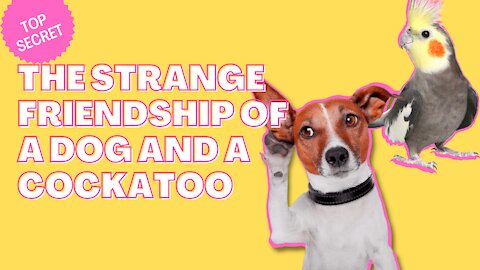 THE STRANGE FRIENDSHIP OF A DOG AND COCKTOO
