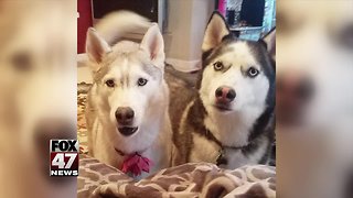 Women's two dogs killed by neighbor