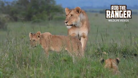 Late Afternoon Lions | Lalashe Maasai Mara Safari