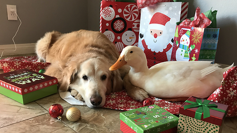 Best Friends Dog And Duck Celebrate Christmas | CUTE AS FLUFF