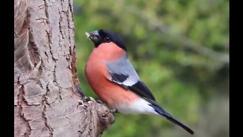 Beautiful Birds in Nature Life of Birds in their natural Habitat