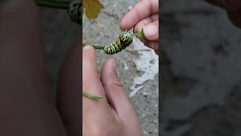 Black Swallowtail Caterpillar sticks out horn?