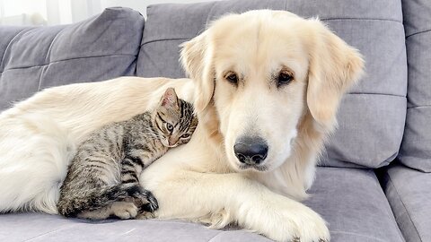 Kitten Goes From Being Afraid of Golden Retrievers to Snuggling to Sleep (Cutest