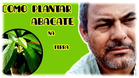 Como plantar abacate na terra | simples rápido e muito fácil 🌱🌱💥