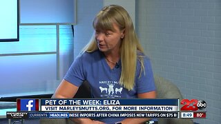 Pet of the Week: English Bulldog Eliza