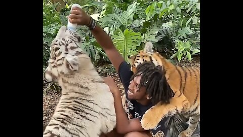 Two tiger white and brown tiger scene