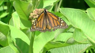 Shorewood Monarch Project aims to increase the butterfly population