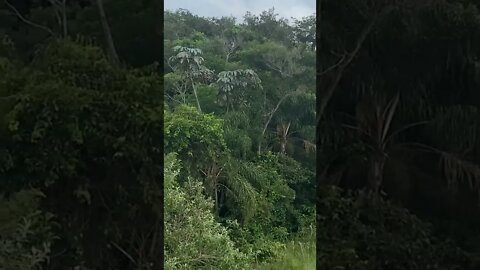 Bando de Pássaro Preto , graúna Cantando