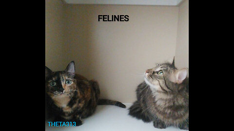 Felines (Audio)- THETA313