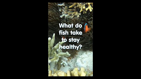 Funny short joke. What fish takes to stay healthy?