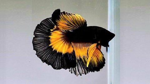 Beautiful Betta Fish in the World