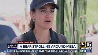 Bear caught on camera strolling around Mesa neighborhood